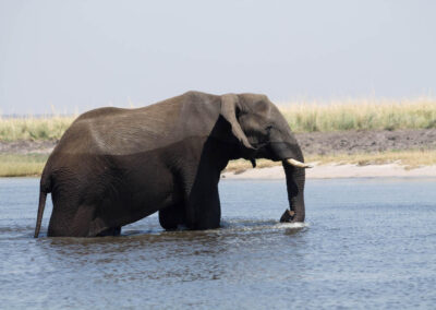 Elefant creuant el riu a Chobe