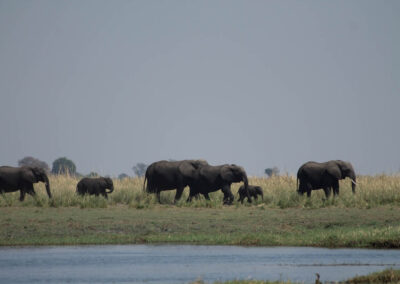 Elefants a Chobe