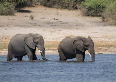 Elefants creuant el riu a Chobe
