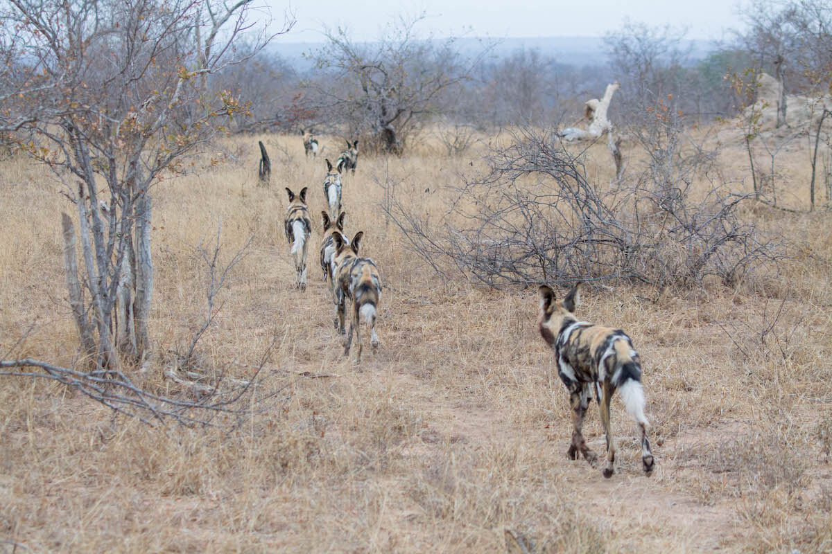Gossos Salvatges al Kruger