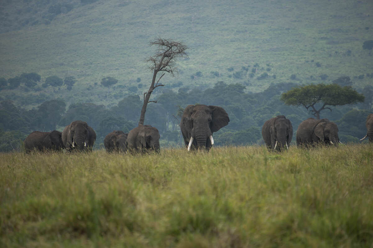 Elefants al Masai Mara, Kènia