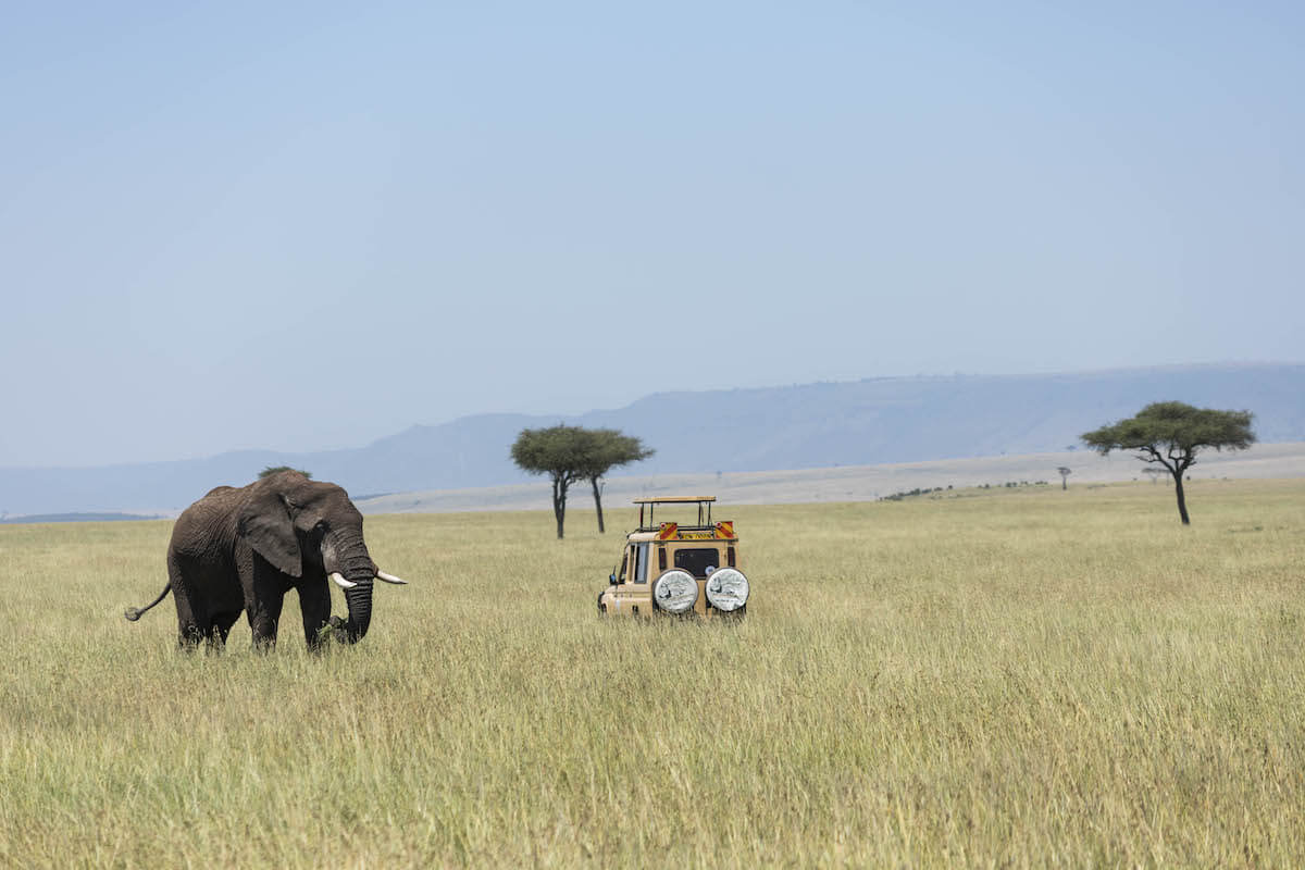 Safari-maasai-mara Safari al Maasai Mara, Kènia