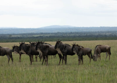 Els nyus al Maasai Mara