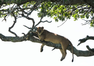 Els lleons que pugen als arbres, Serengeti