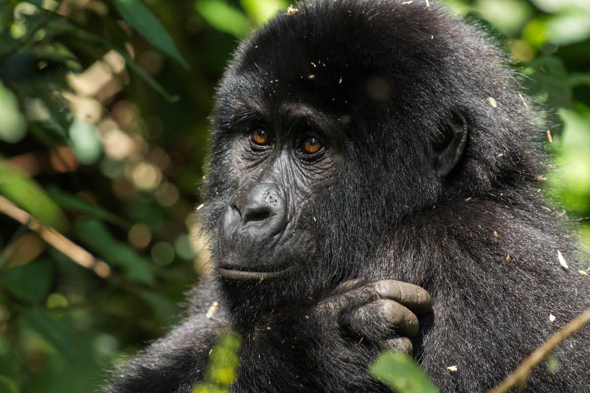 Excurisó amb goril·les a Uganda