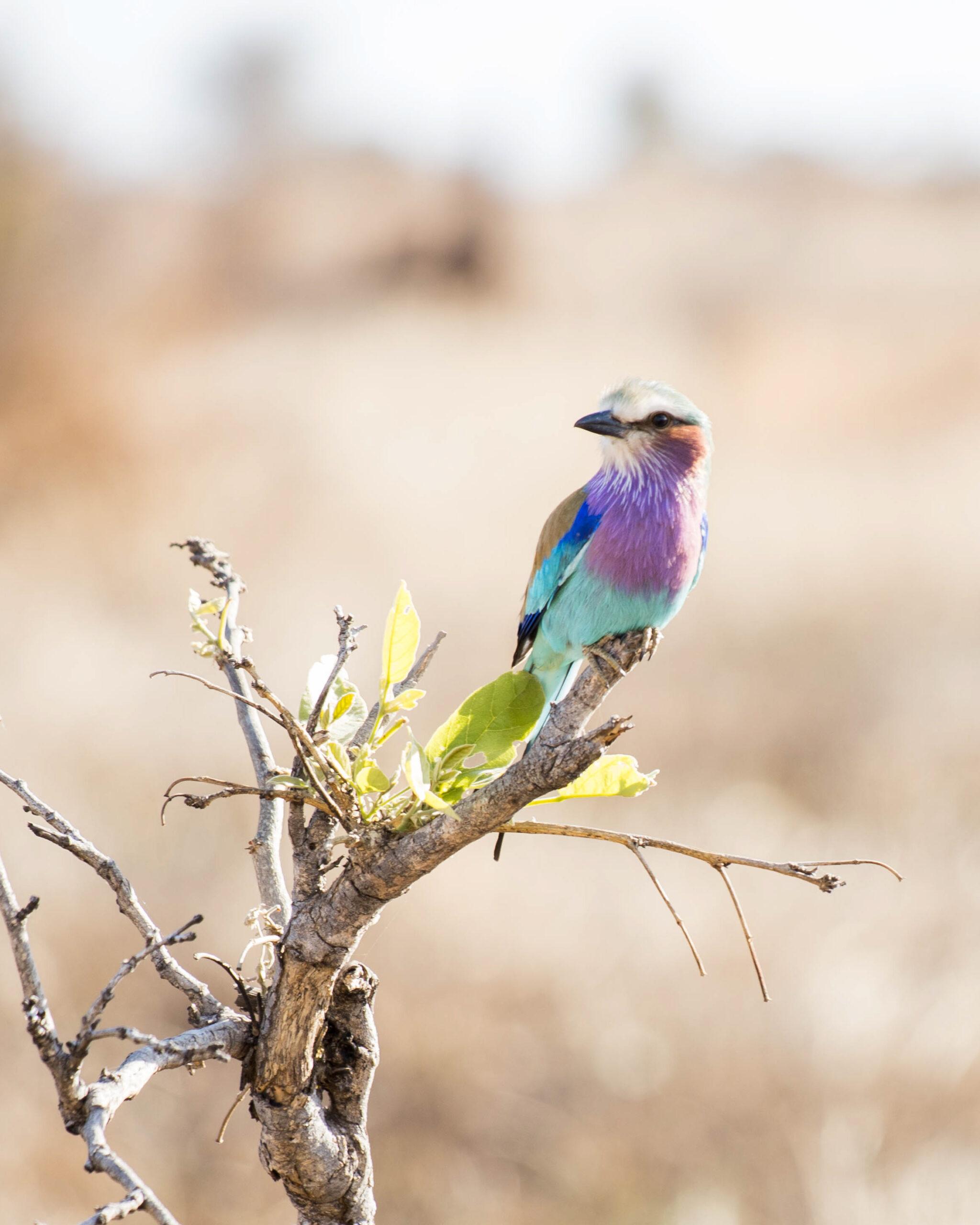 Lilac Breasted Roller