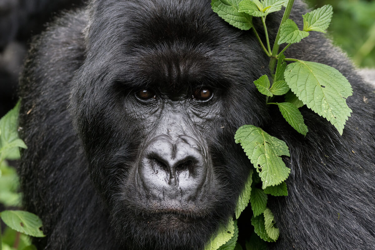 Gorila de ruanda